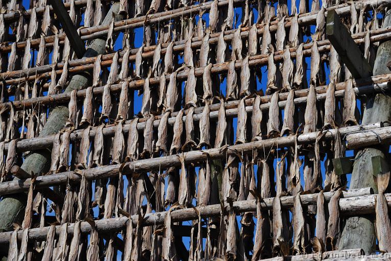 ENE-20090504-0357.jpg - [nl] Stokvis | Svolvær, Austvågøy, Lofoten, Noorwegen[en] Dried fish | Svolvær, Austvågøy, Lofoten, Norway